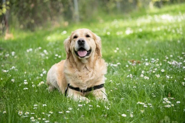 Visit Great Sand Dunes National Park with pets
